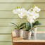 Mini Orchid 9" Potted