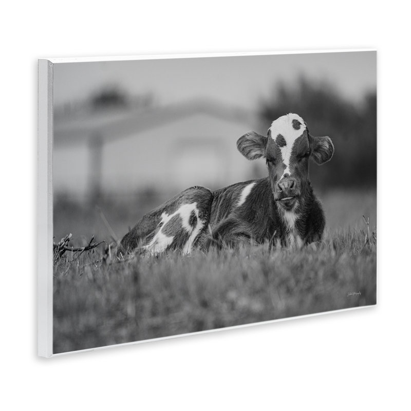 Art mural, "Vache au repos dans l'herbe" par Dakota Diener, H 13 po x l 19 po