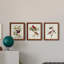 Pl 354 Louisiana Tanager - Ensemble de 3 peintures sur toile encadrées-384900184-384900185