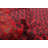 Rizbaft Red Rug 3'7" x 6'6"