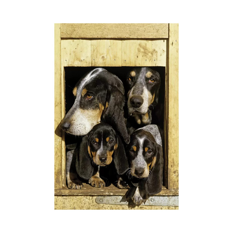 Basset Bleu De Gascogne, Adults With Puppies, At Kennel Entrance, France by Gerard Lacz - Wrapped Canvas Print