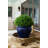 Faux Topiary-1948522910
