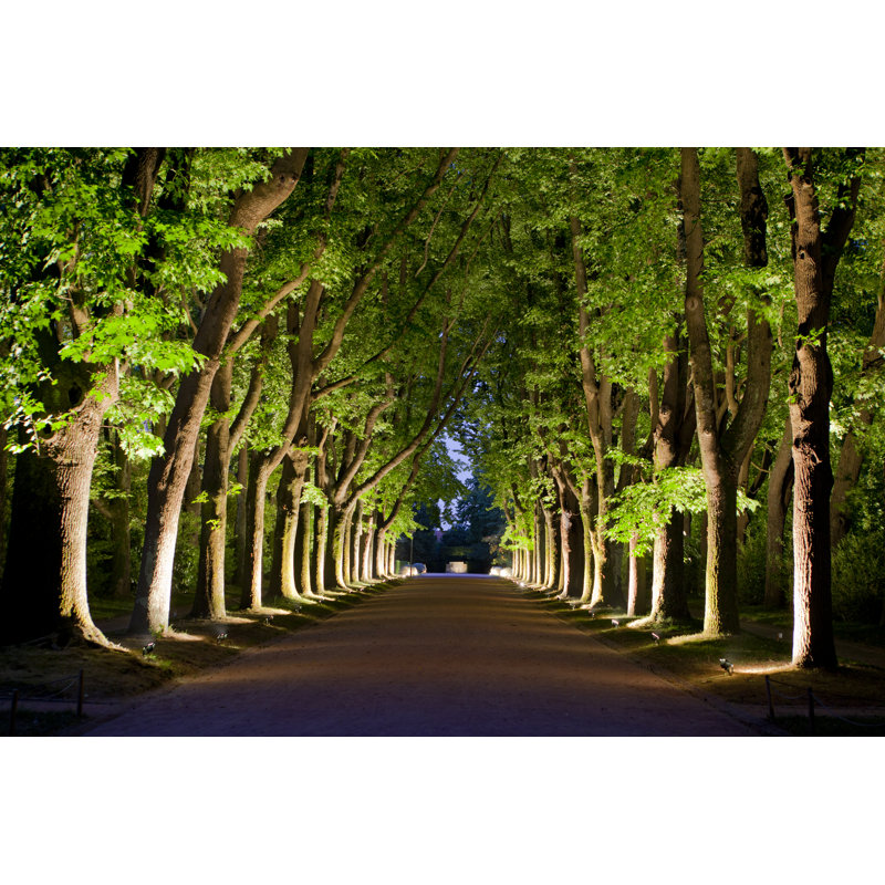 Arbres de nuit par Luisportuge, H 8 po x l 12 po