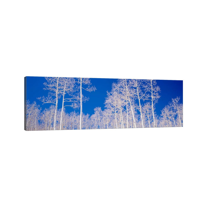 Low Angle View of Aspen Trees in a Forest, Utah, USA 1 Piece Wrapped Canvas Panoramic Wall Art, 182.88 cm H x 60.96 cm W