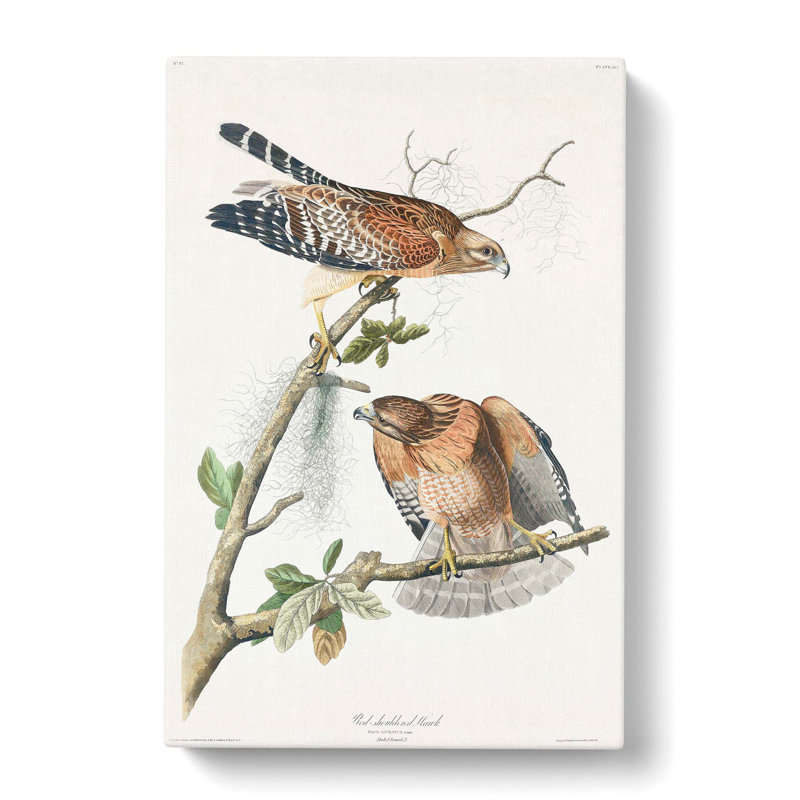 Red-shouldered Hawks by Albert Racinet - Wrapped Canvas Print, 50cm H x 35cm W x 3cm D