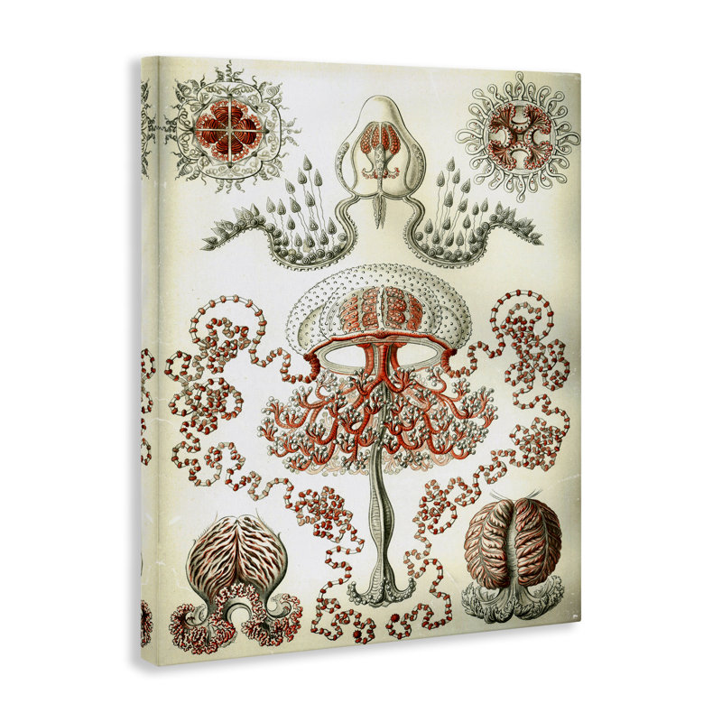  Art classique classique sur toile, "Haeckel" par Graffi *ee Studios, H 40 po x l 30 po