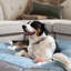 Lit pour chien Robbi rond pour petits, moyens et grands chiens-923465259-923465252