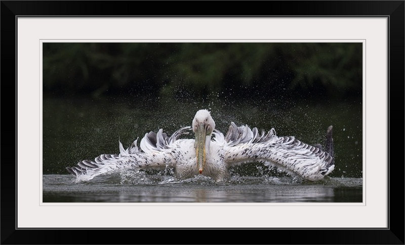 «Straub» Splashing Pelican par C.S. Tjandra, reproduction de photo, H 20 po x l 32 po x P 1 po, Cadre noir