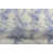 Bluebell