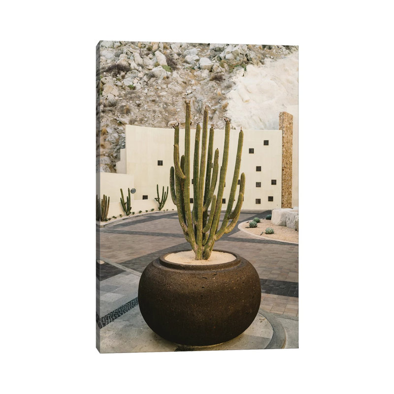 Cabo Cactus VIII by Bethany Young - Print on Canvas, 101.6cm H x 66.04cm W x 3.81cm D, Wrapped Canvas
