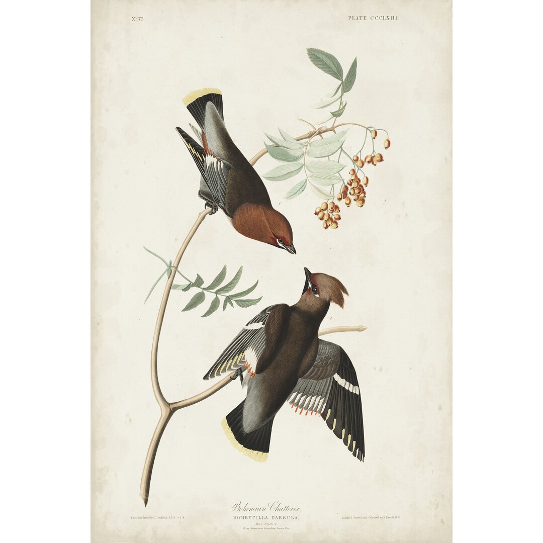 Leinwandbild Pl 363 Bohemian Chatterer von John Audubon