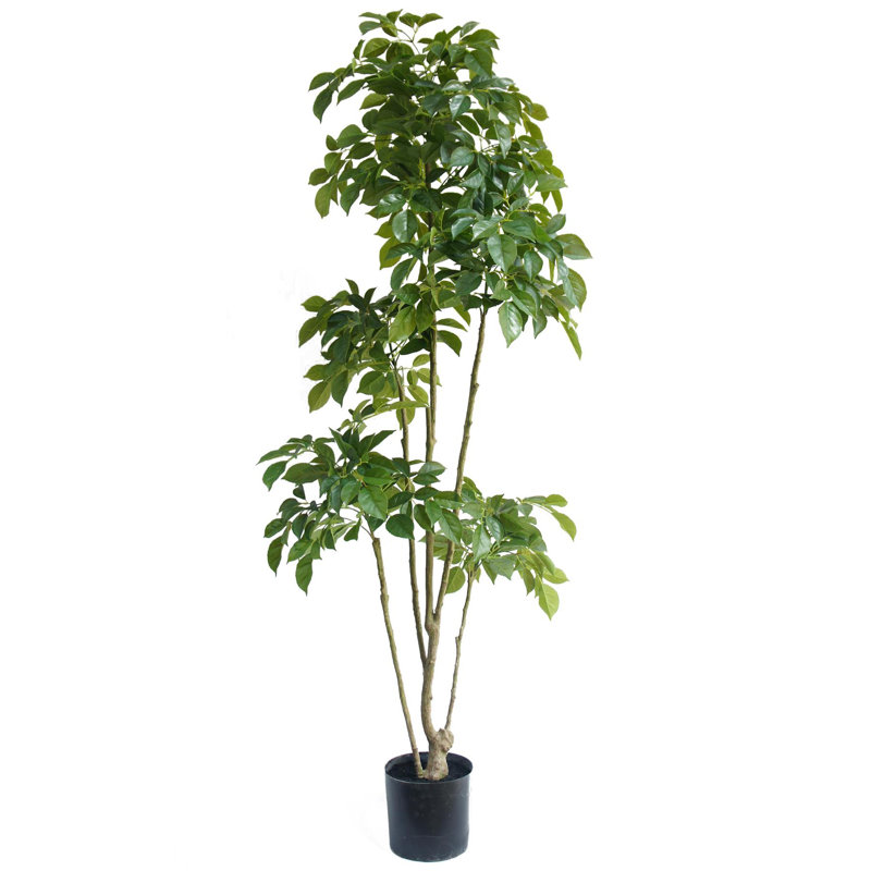 Annistyn 180cm Faux Radermachera Tree in Pot