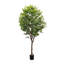Faux Aralia Tree-Faux Aralia Tree-8'