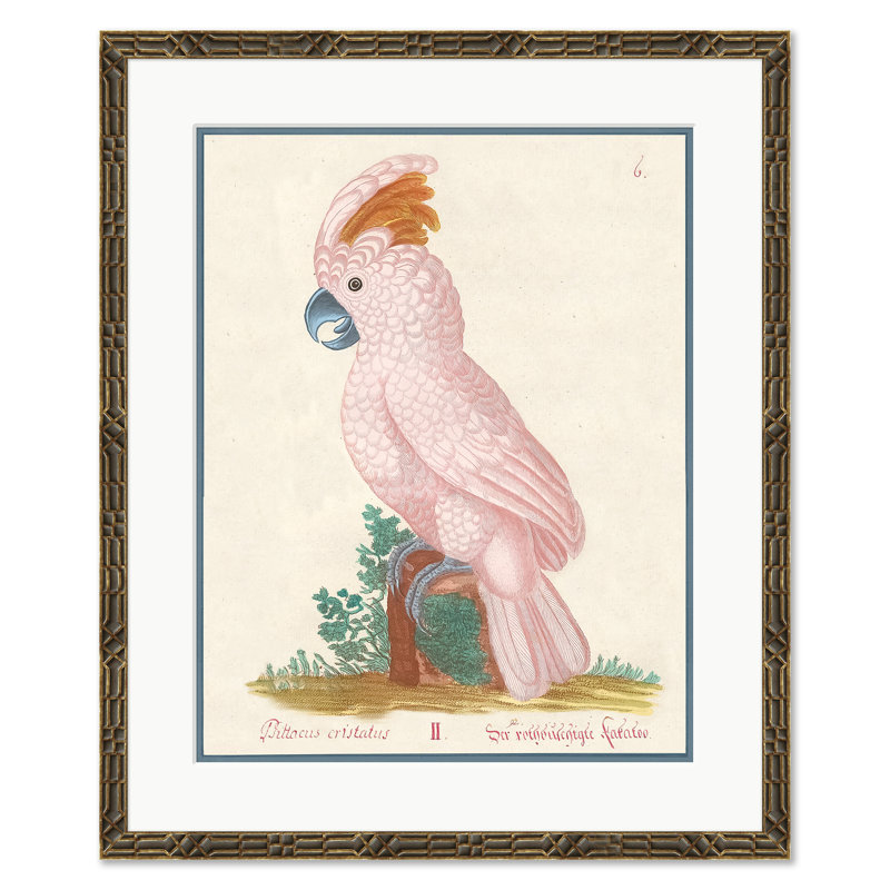 Ensemble Psittacus Sulphurius & Cristatus