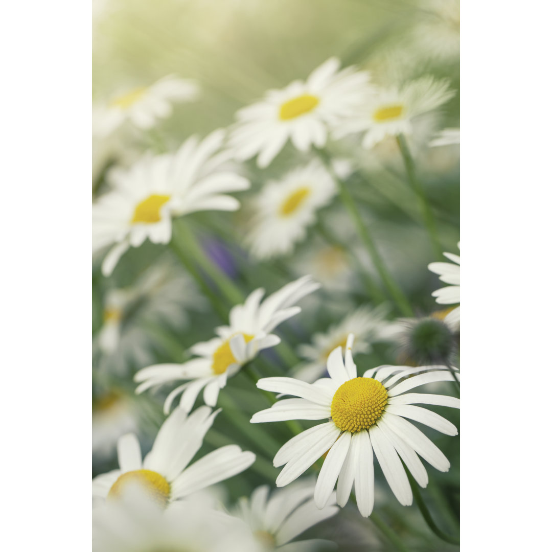 Lots Of Oxeye Daisies von LordRunar - Druck auf Leinwand ohne Rahmen