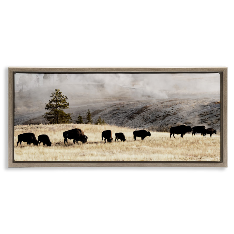 Bison broutant en pleine campagne brumeuse, Cadre flottant orme Montalcino, H 11 po x l 25 po