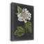 Fleurs blanches dramatiques III - impression-501027879
