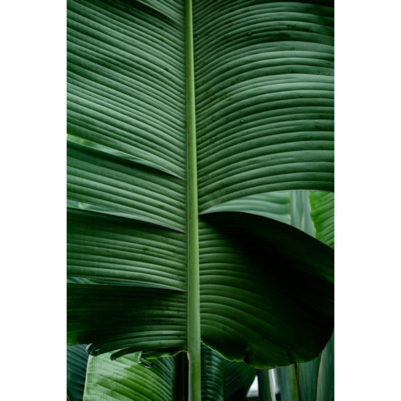 Wrapped Canvas Print, 76.2 cm H x 50.8 cm W