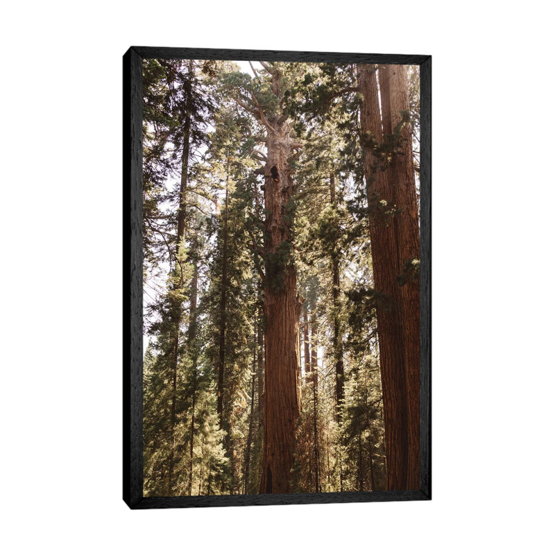 Sequoia National Park XIV 1 Piece Wall Art on Canvas, 66.04cm H x 45.72cm W x 3.81cm D, Black Framed