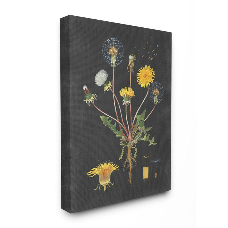 «Botanical Dessin Dandelion On Black Design», impression, Toile tendue, H 40 po x l 30 po