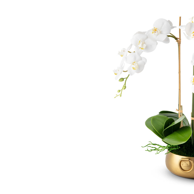 Orchidée Wynn RealTouch, Neige