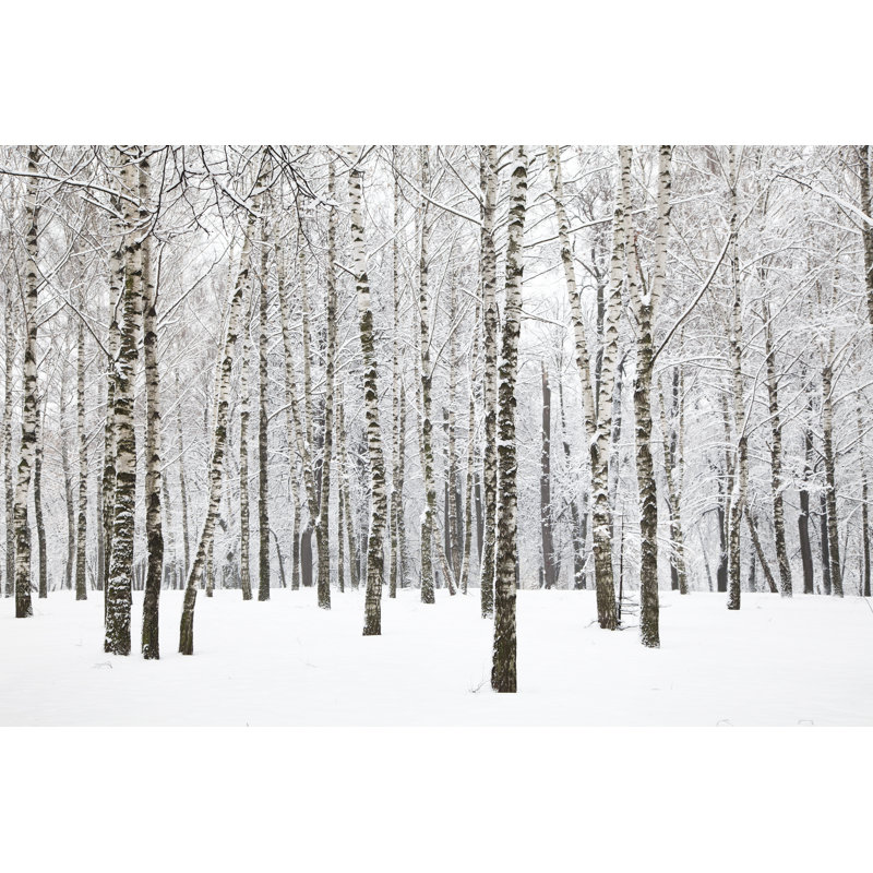 Winter Birchwood - Photographie sur toile tendue, H 8 po x l 12 po