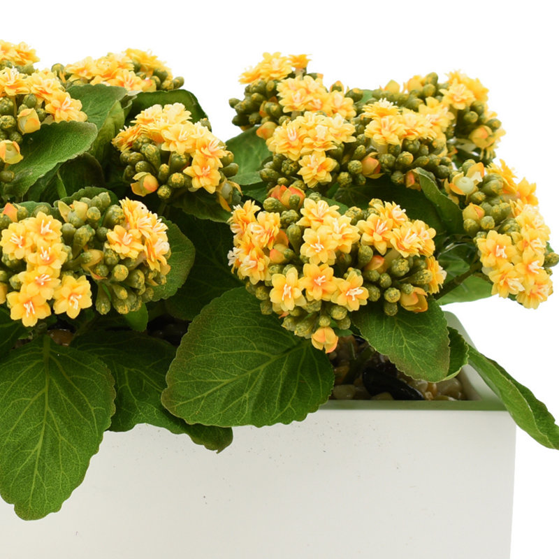 Kalanchoe Arrangement in Fiberstone Planter, Yellow, 9.5" H x 18" W x 9.5" D
