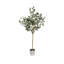 Eucalyptus Tree