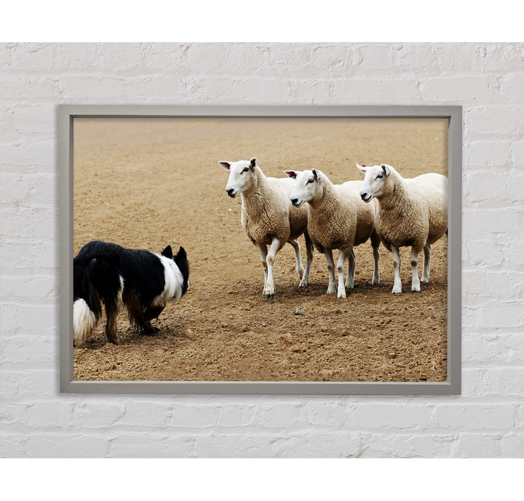 Sheepdog Roundup - Einzelner Bilderrahmen Kunstdrucke auf Leinwand