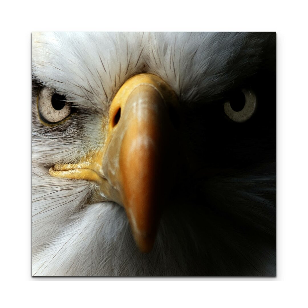 Leinwandbild Portrait eines Weißkopfseeadler