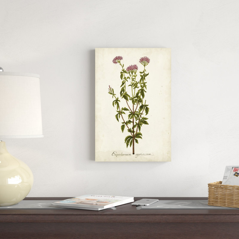 Herbe antique botanique I, H 18 po x l 12 po