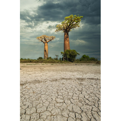 Baobab Trees In The Dry Soil by Guenterguni - No Frame Art Prints on Canvas