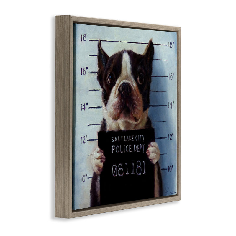 Boston Terrier Jail reconnu coupable Mugshot, H 18 po x l 18 po, Cadre flottant orme Montalcino