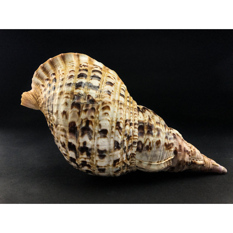 Genuine Atlantic Triton Shell (1.6 Lbs)
