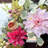 Pink Dahlia & Hydrangea Spring Wreath