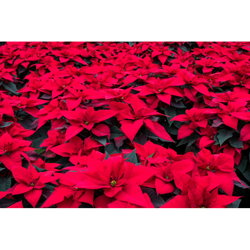 Field Of Red Poinsettia by Tammi Mild - Wrapped Canvas Print, 20cm H x 30cm W