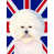 Bichon frisé 1