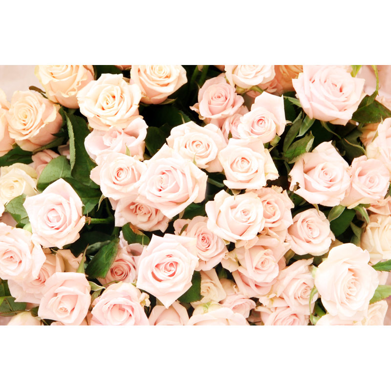 Pink Rose Background - Wrapped Canvas Print, 30cm H x 46cm W