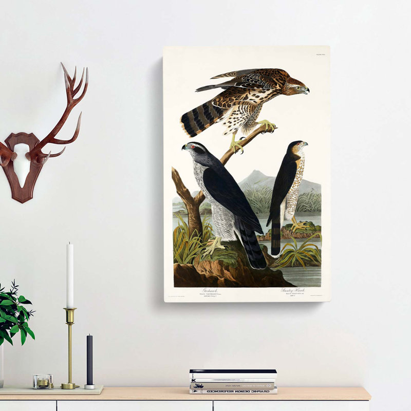 Goshawks & Stanley Hawk by John Audubon - Wrapped Canvas Painting, 91cm H x 60cm W x 3cm D