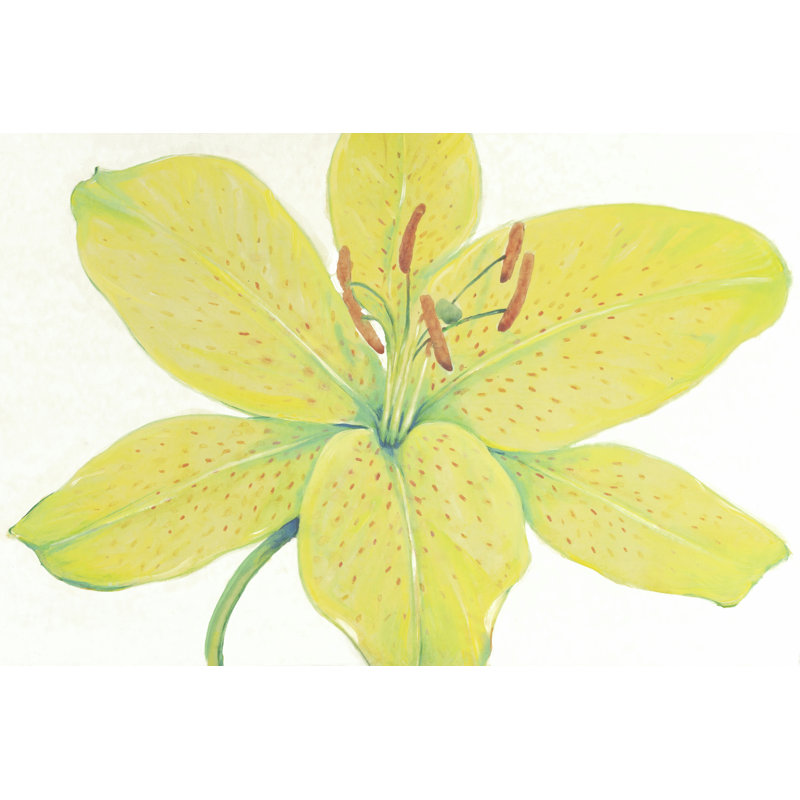 Citron Tiger Lily I - Wrapped Canvas Painting, 30cm H x 46cm W x 3.8cm D