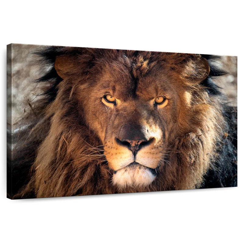 Tough Lion Head, 30" H x 45" W
