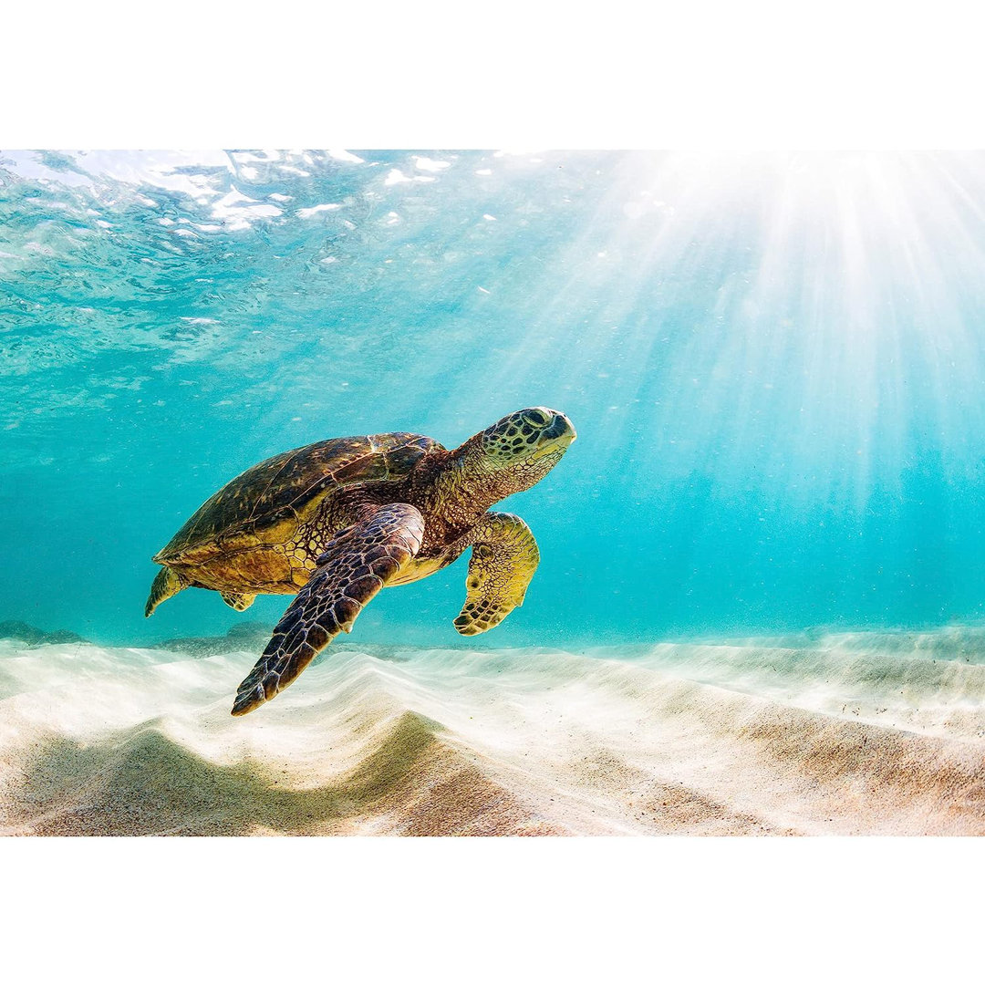 Sunlight Sunshine Underwater Sea Turtle Paintable Wall Mural IDEA4WALL 
