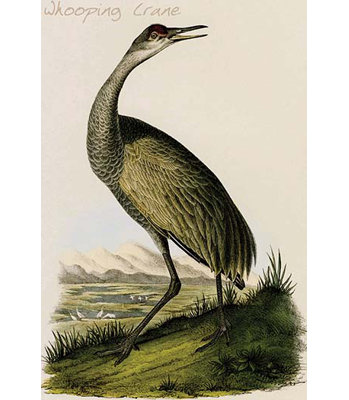 Crane whooping-impression d’art graphique