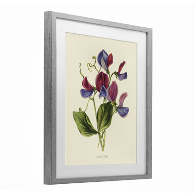 «Vintage Sweet Pea Blossoms», reproduction encadrée sous verre, conception de Connie Resch
