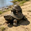 Statue de jardin tortue empilée, sculpture de bébé tortue mère en résine
