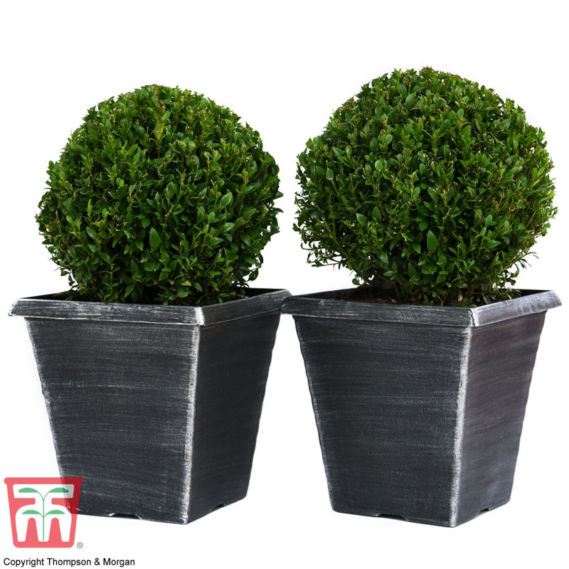Nuralya Plant Pot (x2), Silver, 2