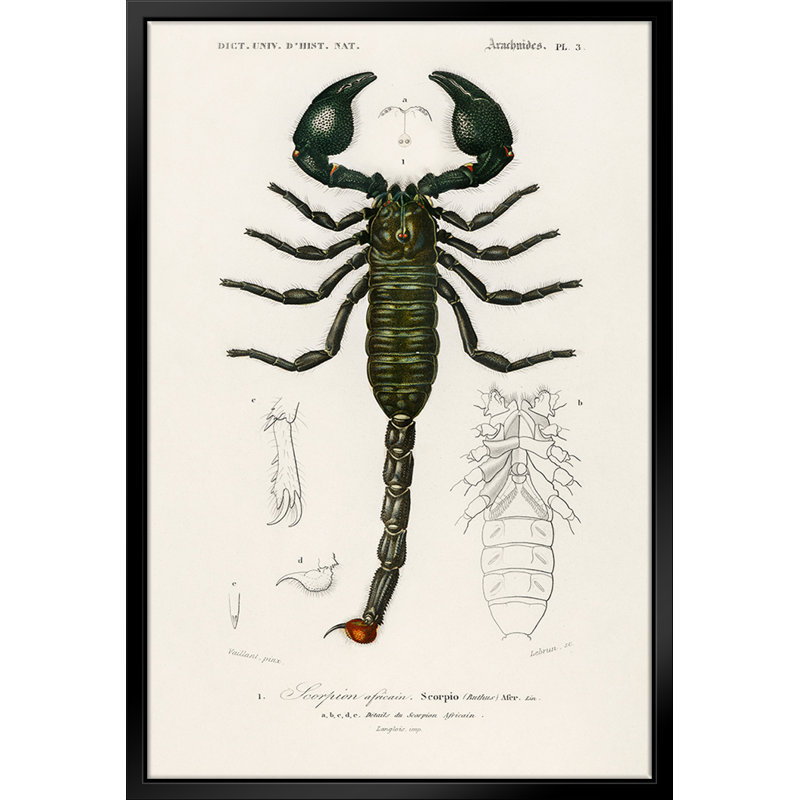 The Emperor Scorpion par - on, L 11 po x H 14 po