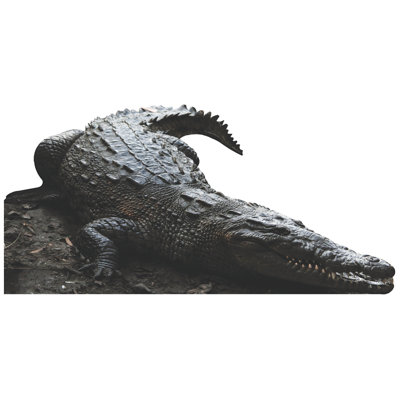 Crocodile Cardboard Standup