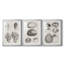 Charbon et coquilles de lin VII-530802097-530802102