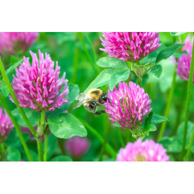 Bumblebee Pollen - Wrapped Canvas Print